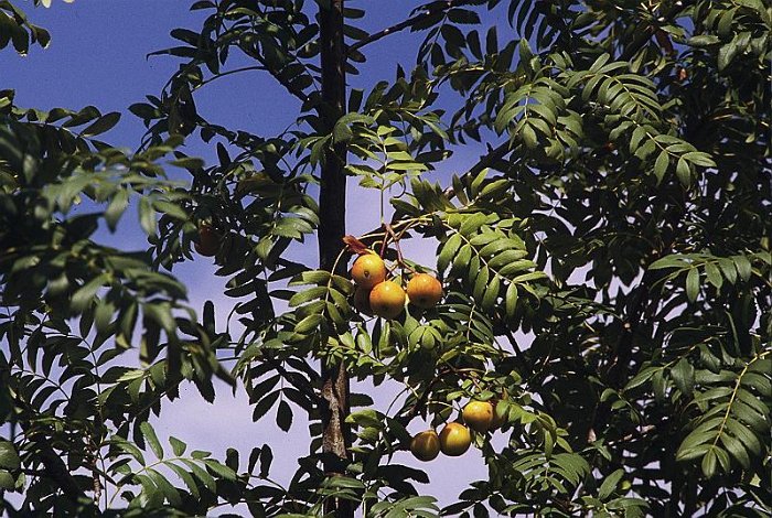 Sorbus domestica (2)